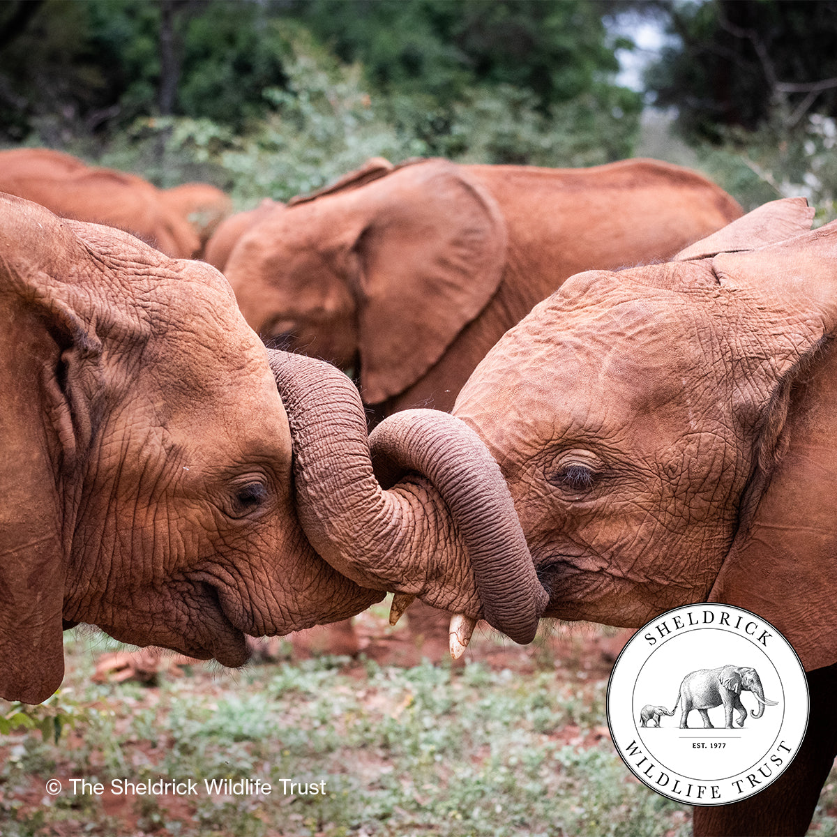 Baby Elephant Conservation Makeup Bag